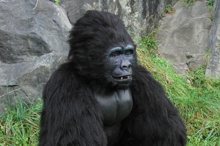 animatronic gorilla costume for hire, book an animatronic gorilla for you event today. realist animal suit for hire. 