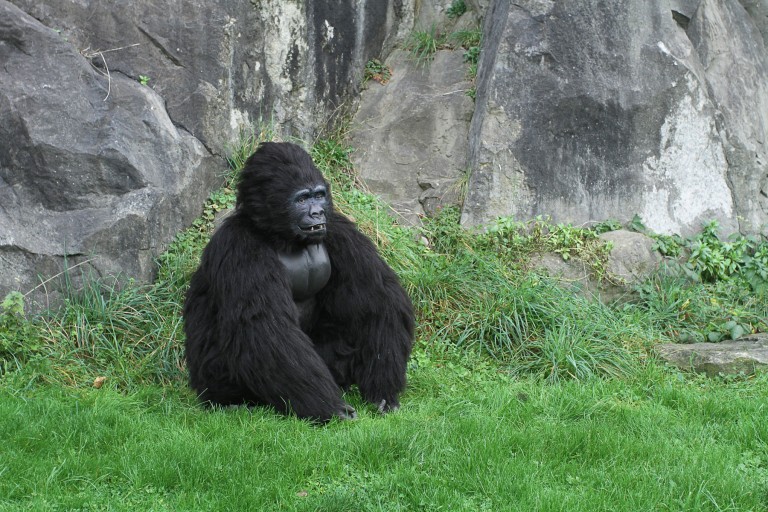 animatronic gorilla