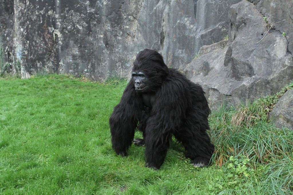 gorilla suit for hire. 